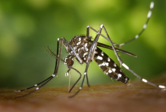 Présence du moustique‑tigre en France cet été: Maladies graves!